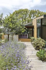 Blooming sage and citrus trees line a wood path.&nbsp; 