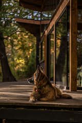 A furry friend rests on the deck of the Coyan Refuge.