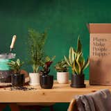 The Sill has four storefronts in New York City, and also offers plant subscriptions that deliver directly to your home.