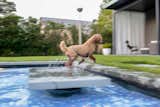 A shallow space in the pool for the poodles to splash about