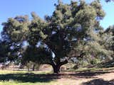800 year old California Oak Lower Pasture - 2024