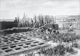 Waffle gardens at Zuni Pueblo in New Mexico circa 1910-1925. Waffle gardens are sunken plots with hard, hand-built adobe-like walls that catch and hold water close to plant roots for extended periods. This method—which offers wind protection and temperature control, while limiting evaporation and erosion—was developed at the neighborhood scale to ensure harvests, while combating the unpredictable water availability and inadequate soil quality that are common to desert environments.