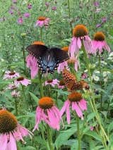 Registered butterfly garden