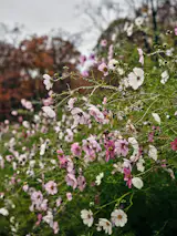 Exterior view, the house is reached on a winding path through acres of wild flowers instead of grass, planted to attract local birds, bees, and other pollinators.