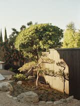Outdoor, Trees, Back Yard, and Wood Fences, Wall  Photo 11 of 20 in Vintage Furnishings Flesh Out an L.A. Midcentury Redesigned With Flowing Spaces