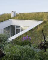 House and the River green roof in bloom
