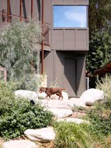 The property is almost one-third of an acre, so the team worked with Terremoto on the landscape scheme, which included the addition of a new swimming pool. "We wanted to create a dynamic, free movement through the site that provides different zones for different activities as a continuous flow," Your Taalman.