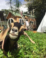 Outdoor, Gardens, Trees, and Front Yard Paradise Tiny Homes mascot! Goat man.   Photo 14 of 37 in The 3rd Oasis Model ATU- Build by: paradisetinyhomes.com by elliekdesign.com