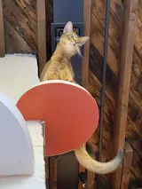 Oslo looks down from one of the shelves made by his owner. Like Antonio's other prototypes, the shelves are multifunctional. "They can be used for books too, though he pretty much lives on the top one," says Antonio.