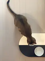 A prototype of the dining table became a miniature lookalike for Oslo, Antonio’s Abyssinian cat.