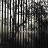 Trees create beautiful shadows on the slatted courtyard fence.