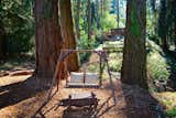 Swing seat under the towering redwoods