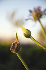 Outdoor and Flowers  Photo 10 of 14 in Rooftop Falabella Lira Tuckermann by Pablo Casals Aguirre