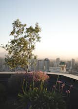 Outdoor, Grass, Flowers, Gardens, Shrubs, Landscape Lighting, and Rooftop  Photo 11 of 14 in Rooftop Falabella Lira Tuckermann by Pablo Casals Aguirre