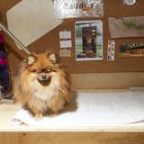 Byron’s dog Taejo poses on a pile of the architect's design plans.&nbsp;