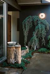 In the atrium, a weeping blue atlas cedar grows gracefully over the juniper ground cover.