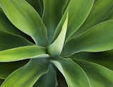 Attenuata