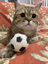 my footballer