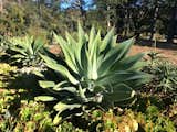 Beautiful and hardy Agave attenuata