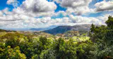 The avocado treetops form a frame the view for the valley below.