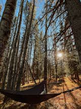 Forest hammock.
