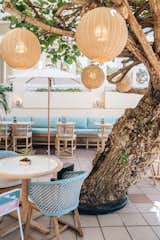 Hau Tree at Kaimana Beach Hotel