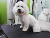 Take advantage of our experienced dog groomer and get your dog’s hair on point while having an awesome day at our care! Or book in for just the hair cut!