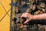 Phelon Oysters