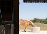 Kelli’s horses, many of whom are blind, locate drinking water with the help of a custom concrete aerating fountain. It’s quickly become a favorite feature of the animals: “They all congregate around it in the summer, and it's almost like they're having a meeting,” says Ford. 