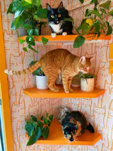 The kitty room.  From the top - Oona, Tuna, and Luna.