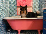 A 100-year-old clawfoot tub painted pink (plus a hidden kitty!)