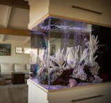 Residential / Saltwater Fish tank