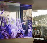Residential / Saltwater Fish tank