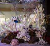 Residential / Saltwater Fish tank