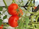 PlantMe allows people who barely have access to fresh, high-quality vegetables to grow their own food...