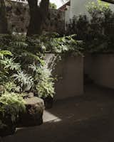 Outdoor, Front Yard, Raised Planters, Trees, Stone, Tile, and Planters Planters full of green lead the way to a small patio.  Outdoor Planters Photos from Tres Árboles House