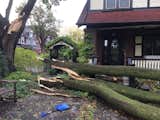 Before: The fallen maple that kicked off the renovation. 