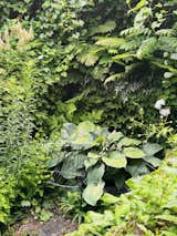 Large hosta in the sunken garden.