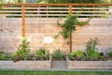 New modern fence and edible gardens