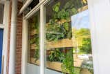 Living walls double as privacy screens while allowing filtered natural light