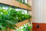 Plants improve indoor air quality