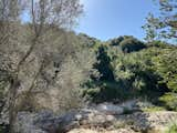 Outdoor, Flowers, Field, Trees, Grass, and Shrubs  Photo 3 of 20 in Makura's farm olive press and coffee shop by Ofer Avshalom