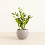  EasyPlant ZZ Plant