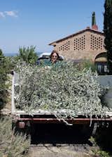 Olives trimming 