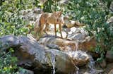 A coyote drinks from the waterfall that cascades behind a giant window of the living room.