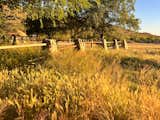 Outdoor, Trees, Grass, Shrubs, and Hardscapes The arena with tall grass waving in the breeze in golden hour.  Photo 19 of 26 in Rancho de los Cerros by Scott Leuthold