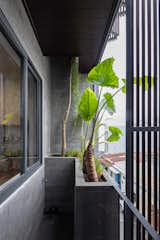A rectangular void on the 4th-floor balcony is made to make space for the freshwater mangrove to grow through.