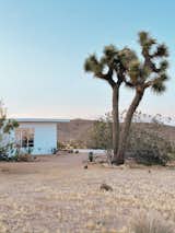 Joshua Tree views from dining room 
 