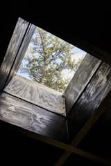 Windows, Skylight Window Type, and Wood  Photo 9 of 11 in A Room Around a Tree by ty tikari