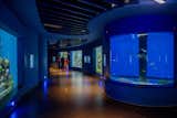 The Aquatic Gallery showcases 71% of Earth’s surface at an average depth of 3.5 km